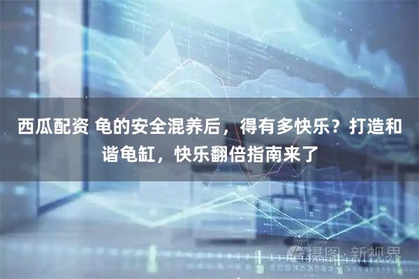 西瓜配资 龟的安全混养后,得有多快乐?打造和谐龟缸,快乐翻倍指南来了